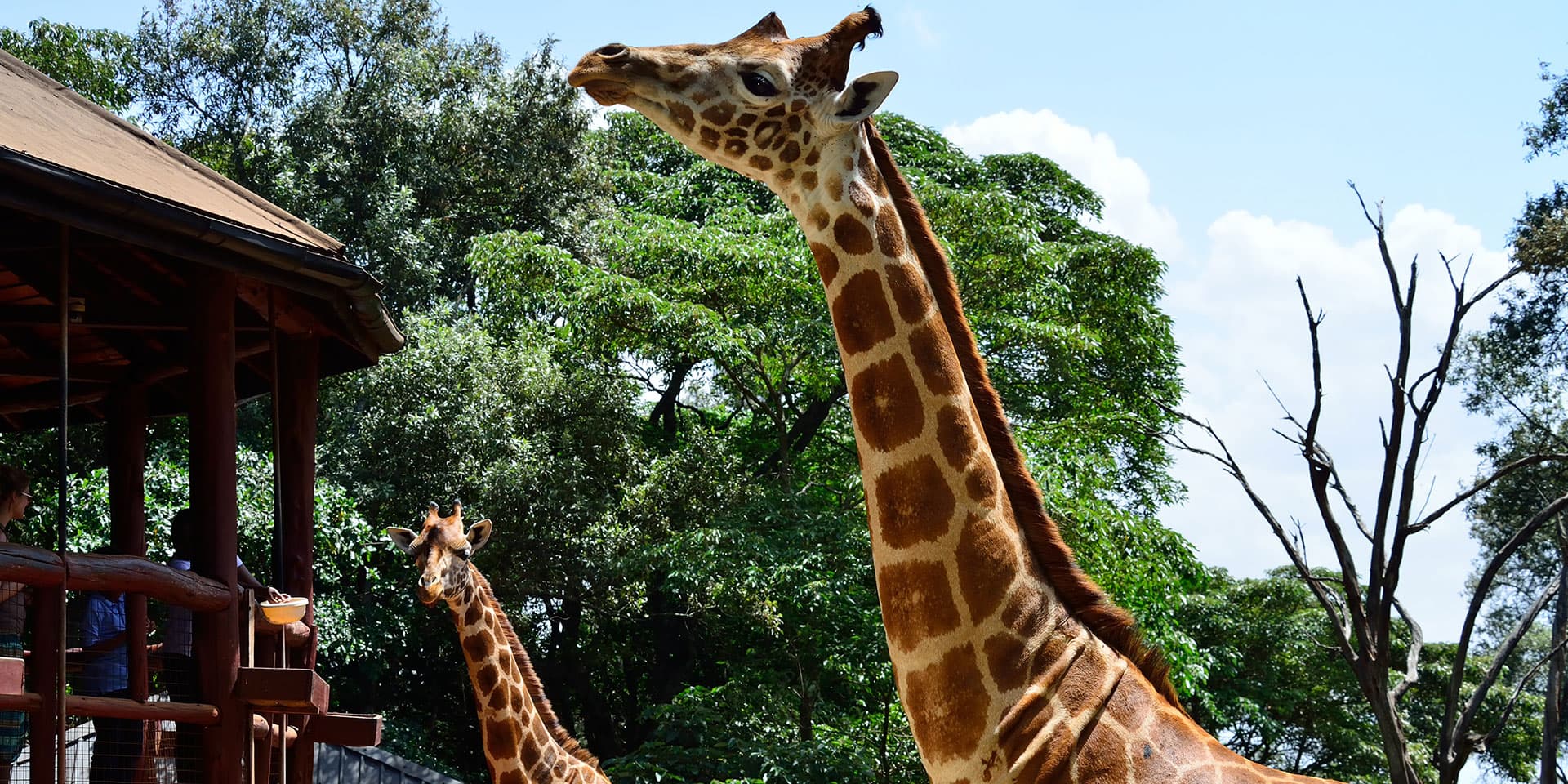 Nairobi National Park landscape