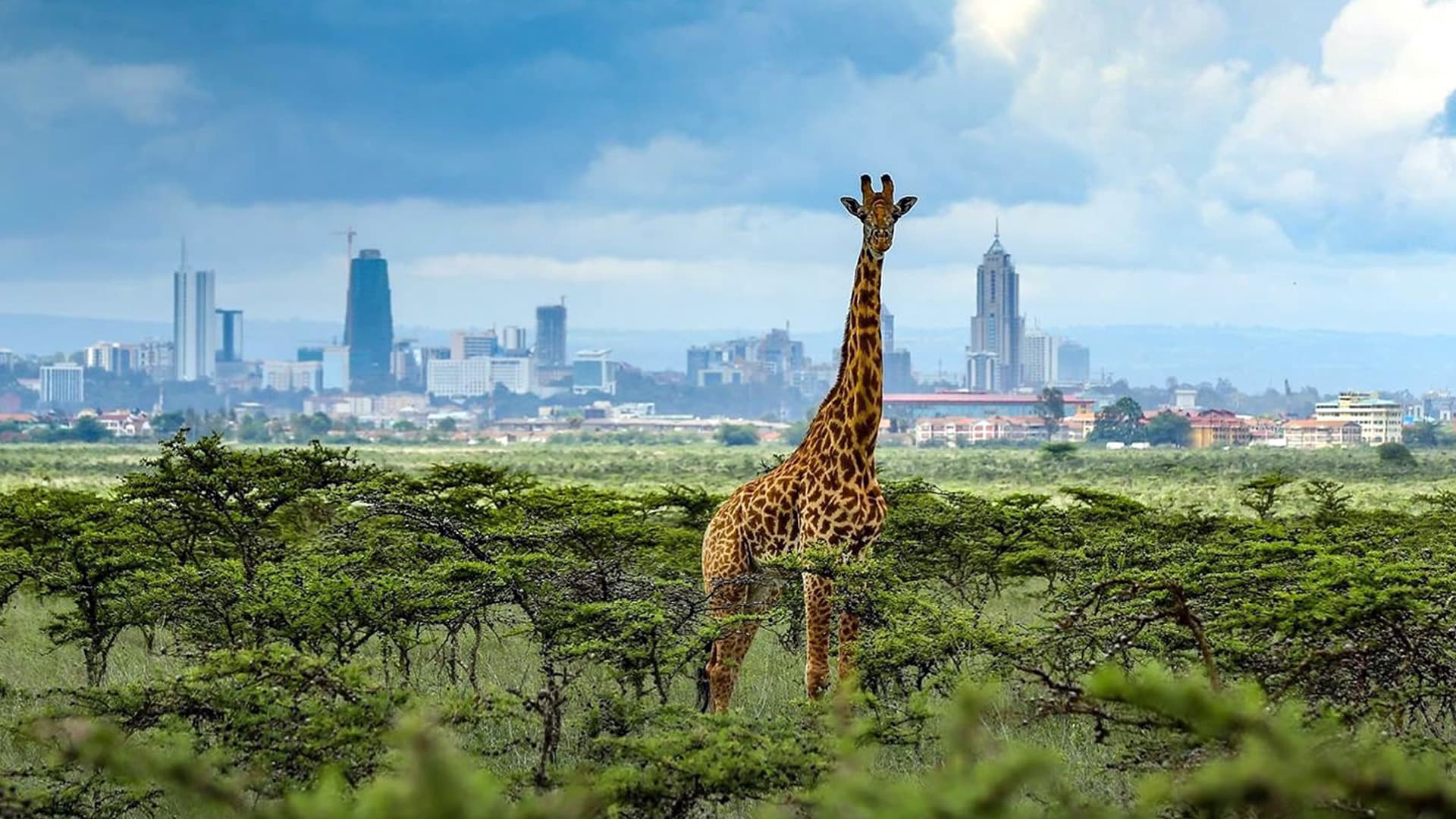 Nairobi National Park landscape