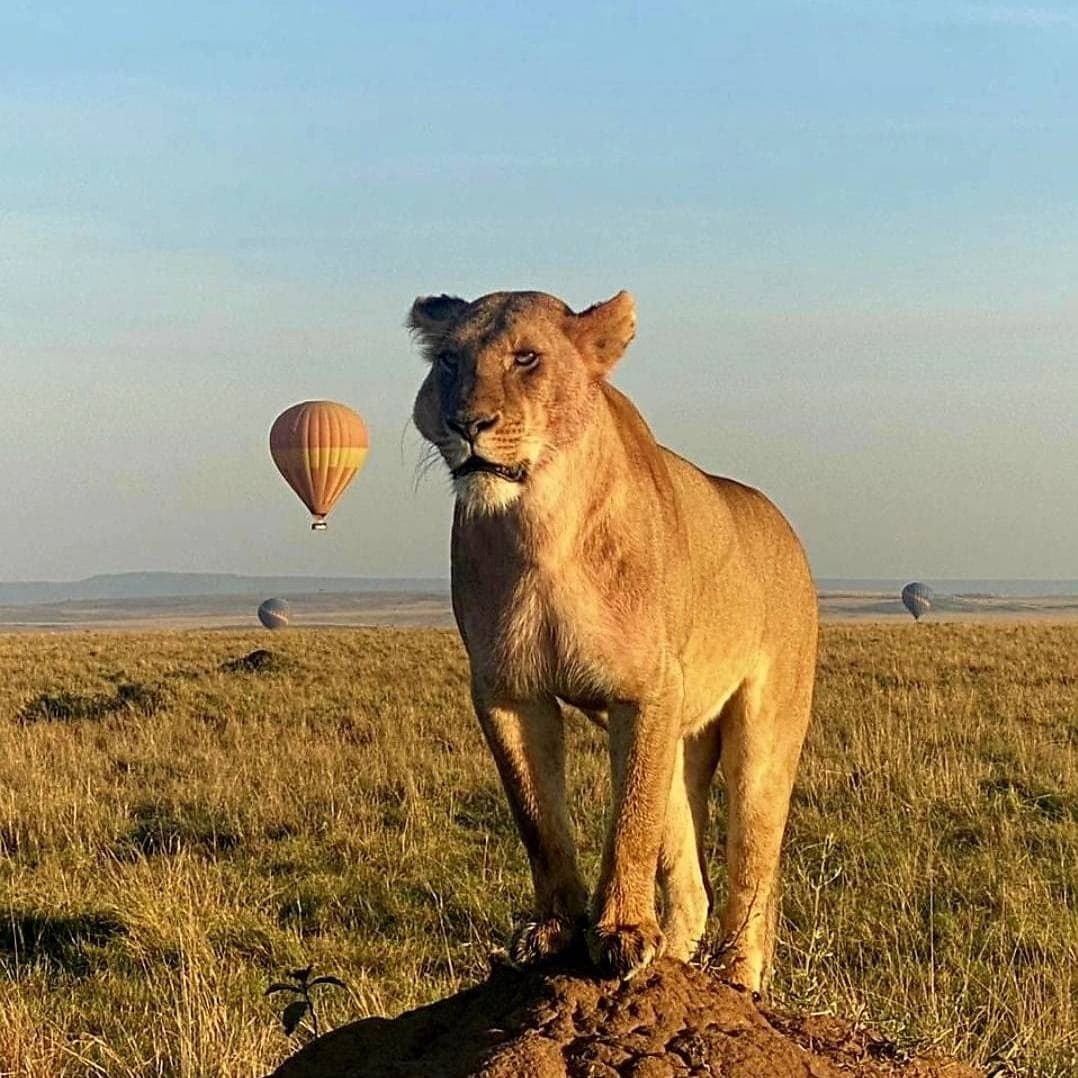 Lion in Maasai Mara